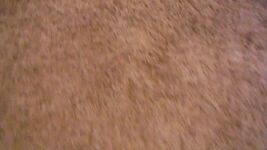 Approached Gif - Anal Piledriver Porn Gif
